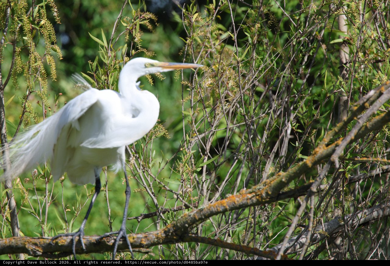 Great Egret Perched Among Willow Branches at Wetland