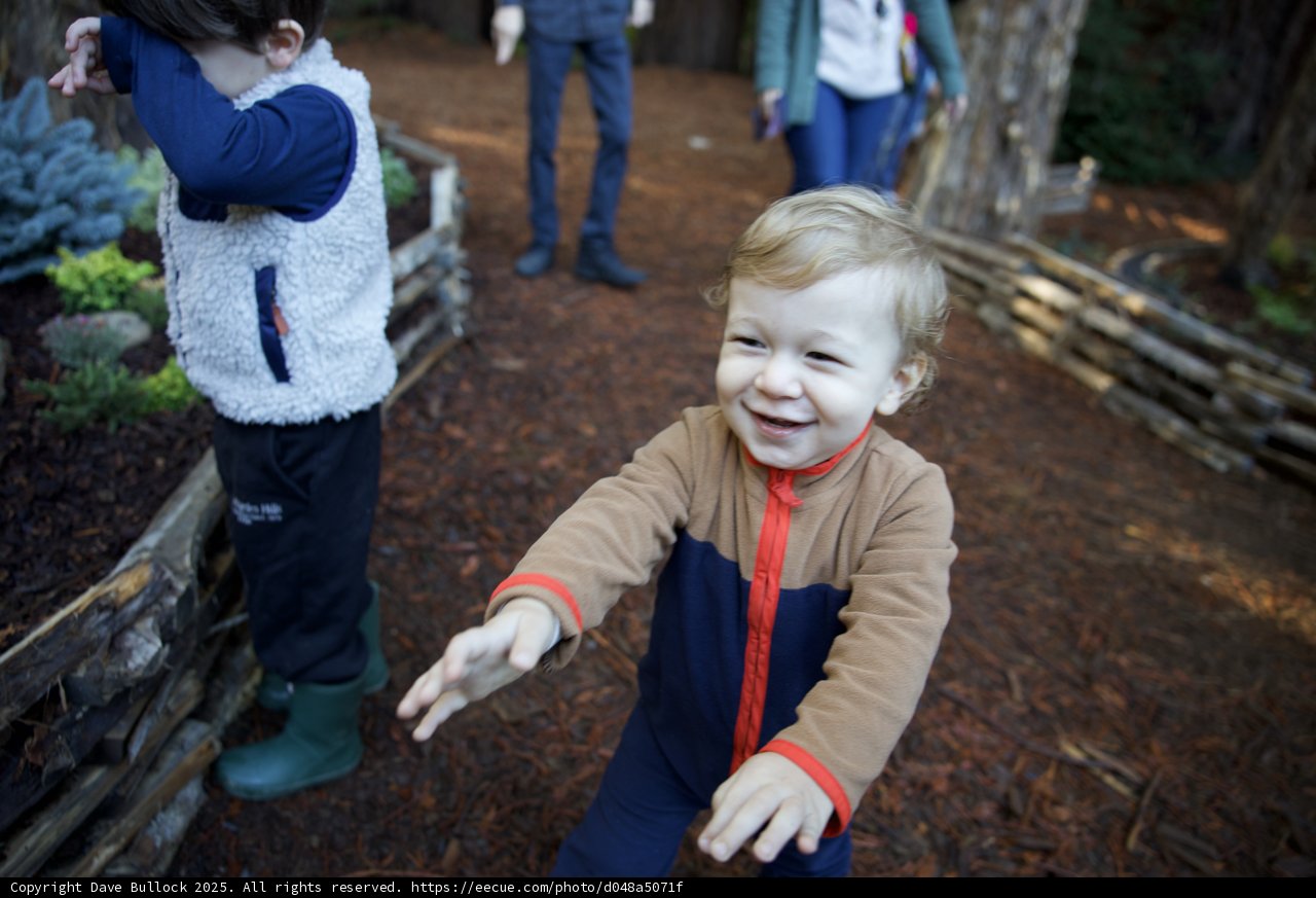 Laughter Among the Trees