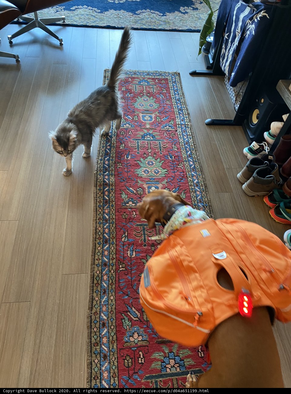 Furry Friends Relaxing on Hardwood Flooring