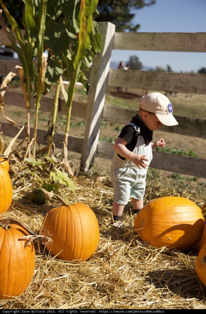 Pumpkin Adventure with Little Wesley at the Metzgars' Farm