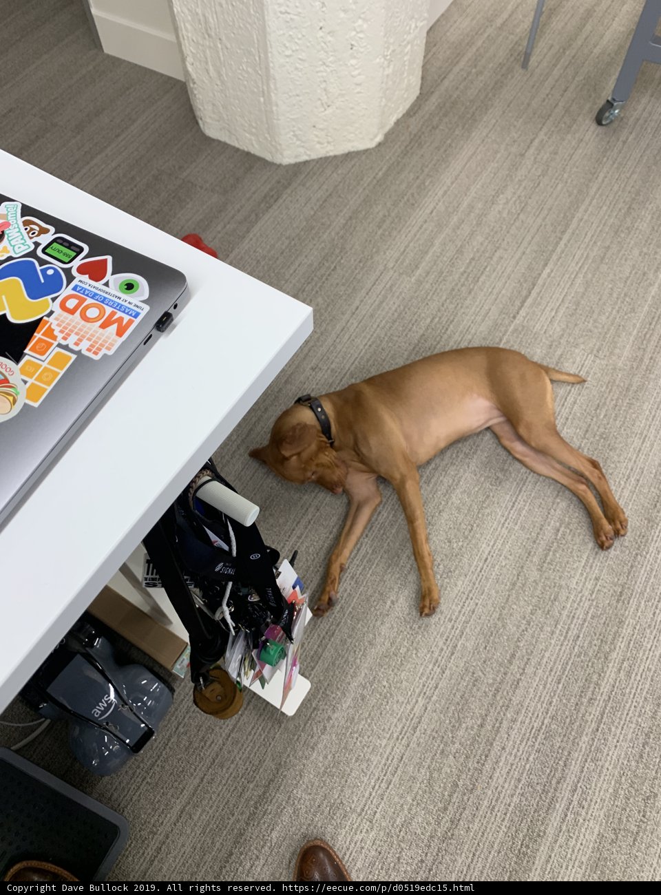 Furry Companion at Work