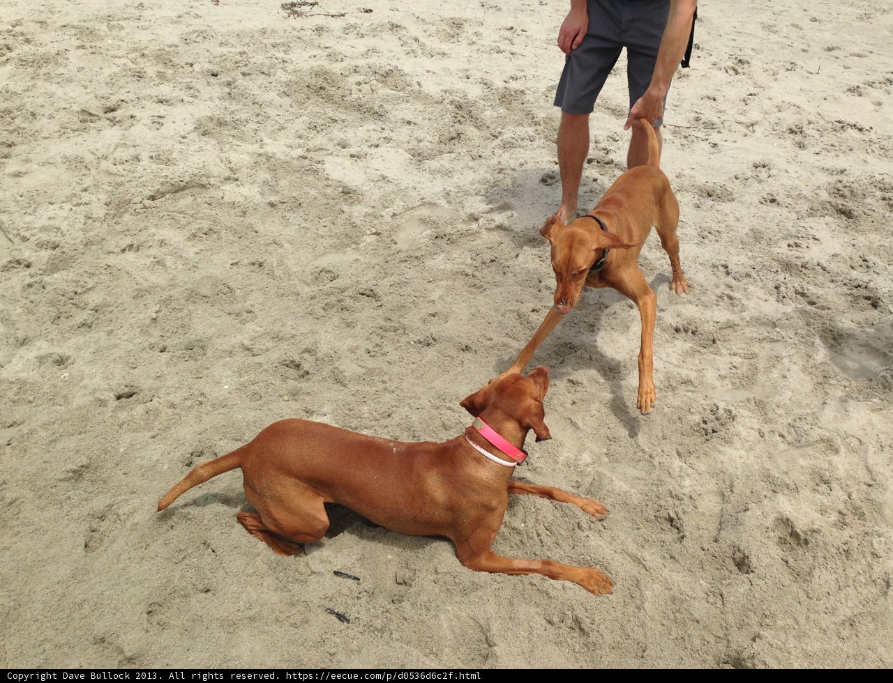 Fun in the Sun with Two Furry Friends