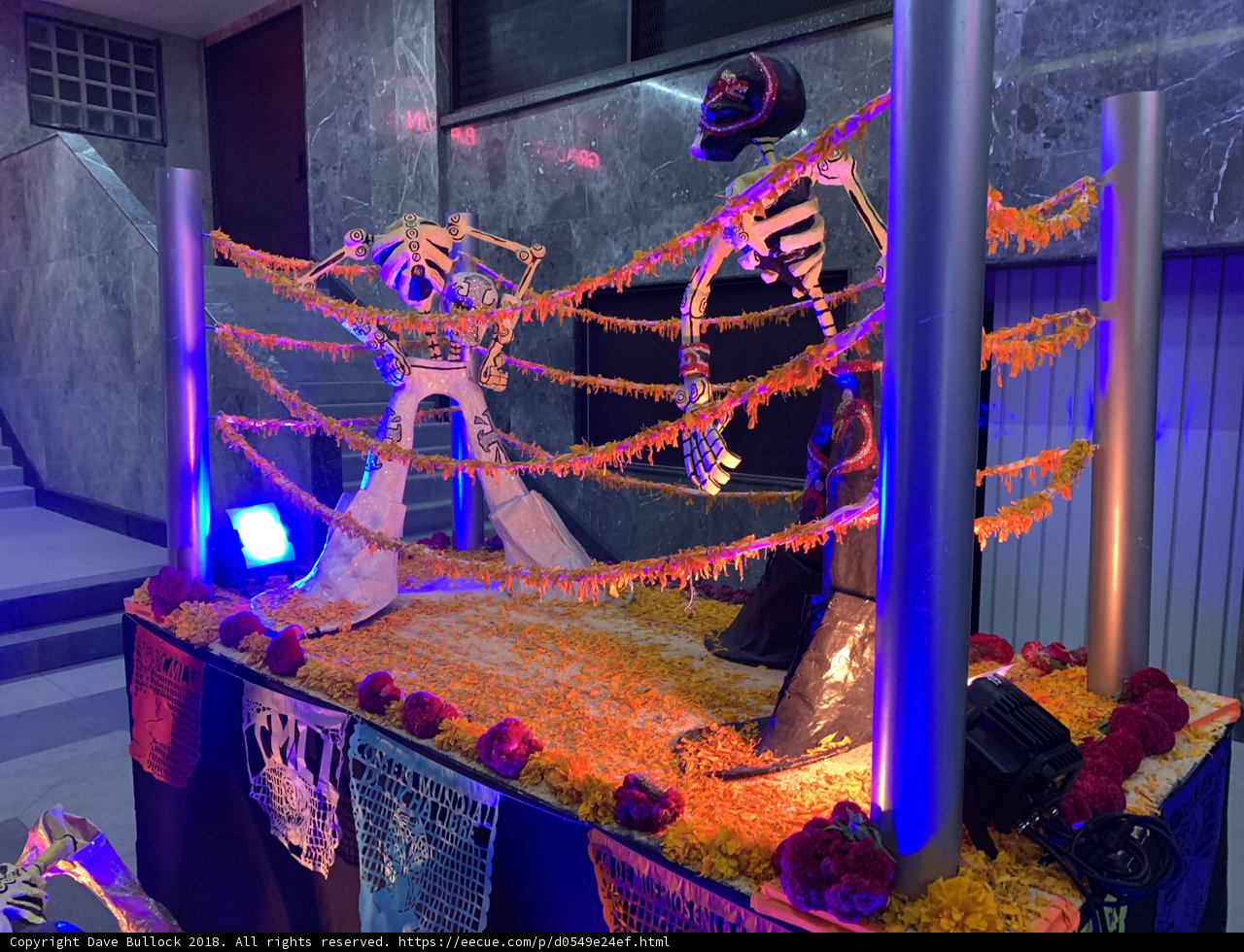 Illuminated Skeleton on Display