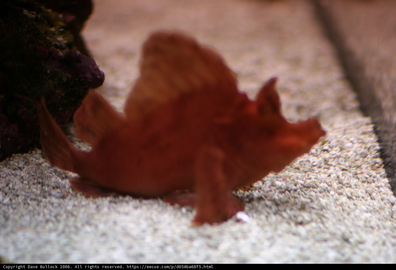 Red Fish in Aquatic Paradise