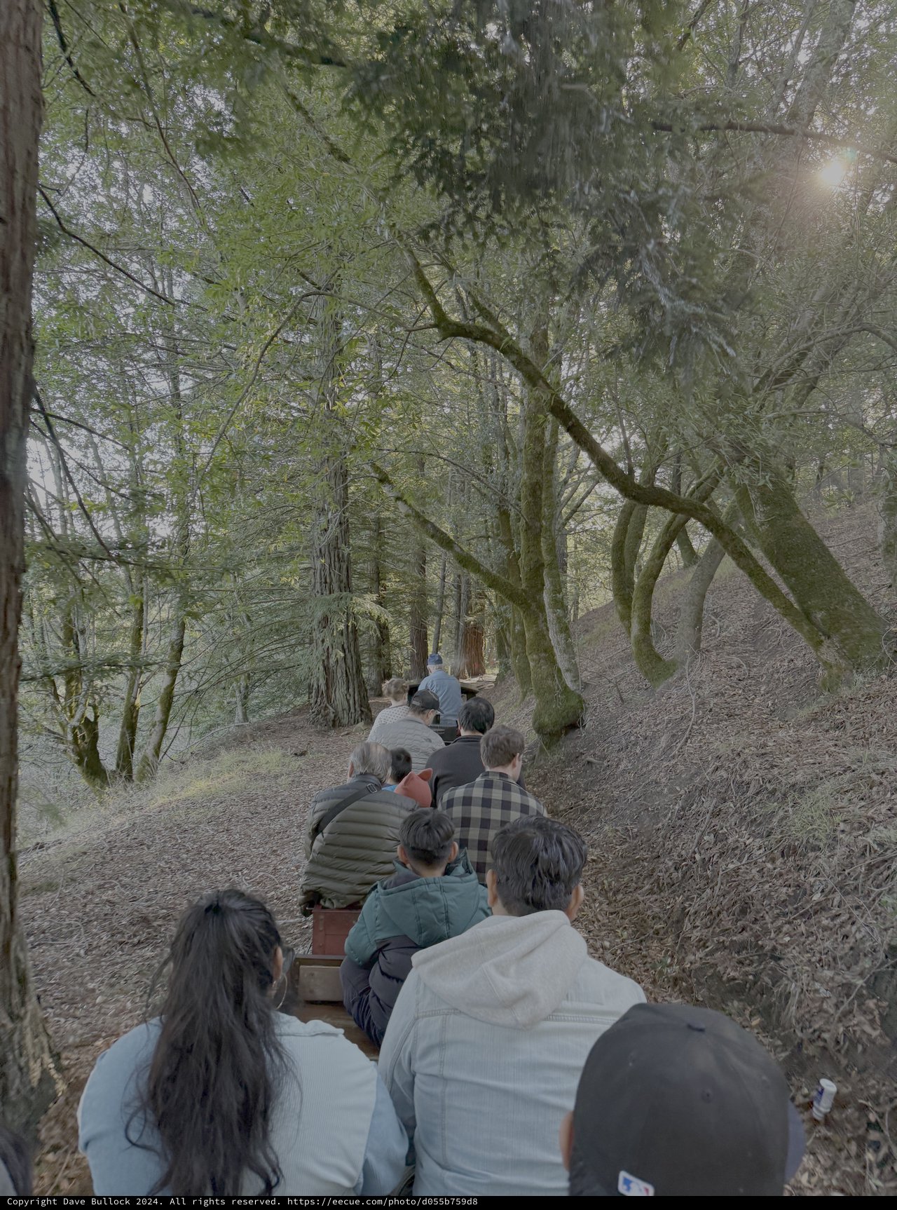 Forest Meditation Gathering at Golden Hour