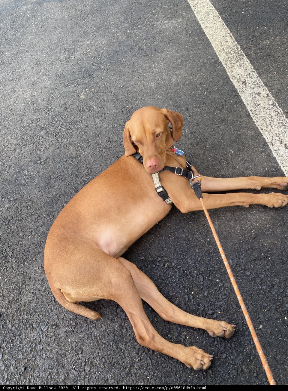 Serene Pooch on a leash