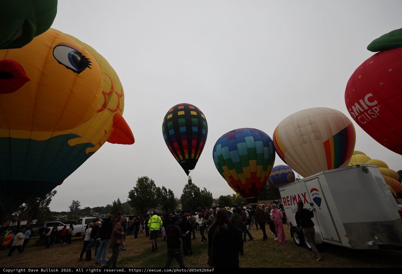 Colorful Hot Air Balloons Fill the Sky at Festival