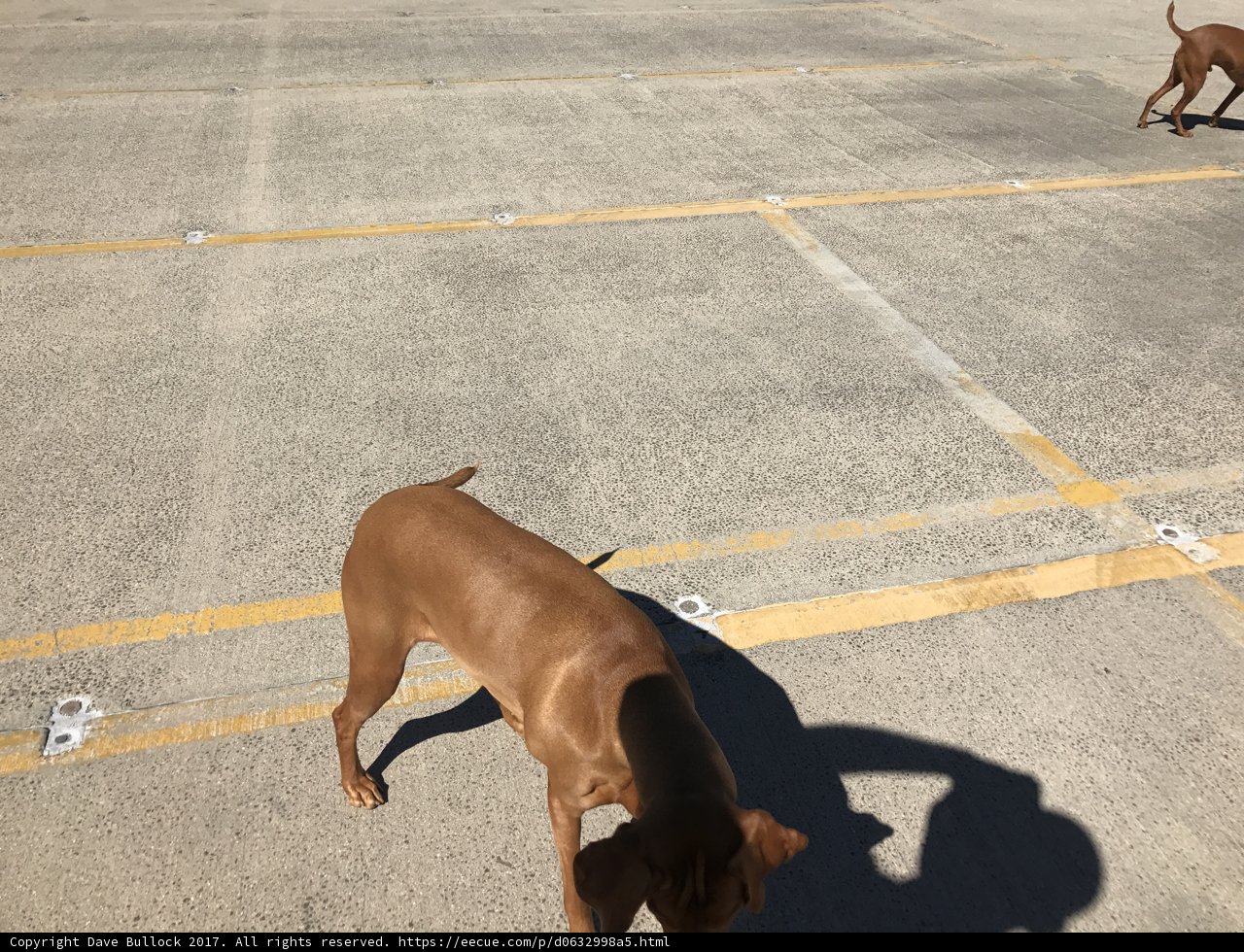 Parking Lot Pals