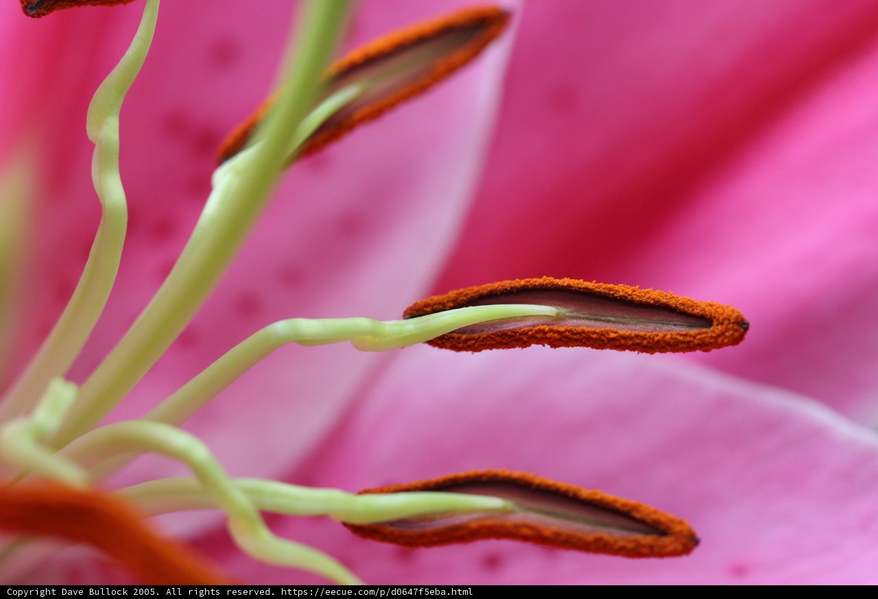 Pink Lily Exposes its Pollen