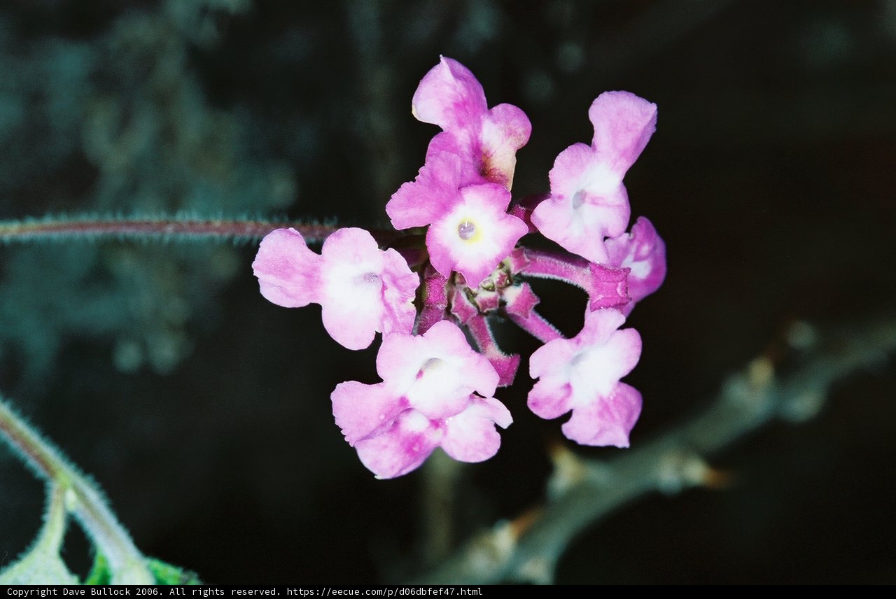 Pink Geranium Flower with White Petals