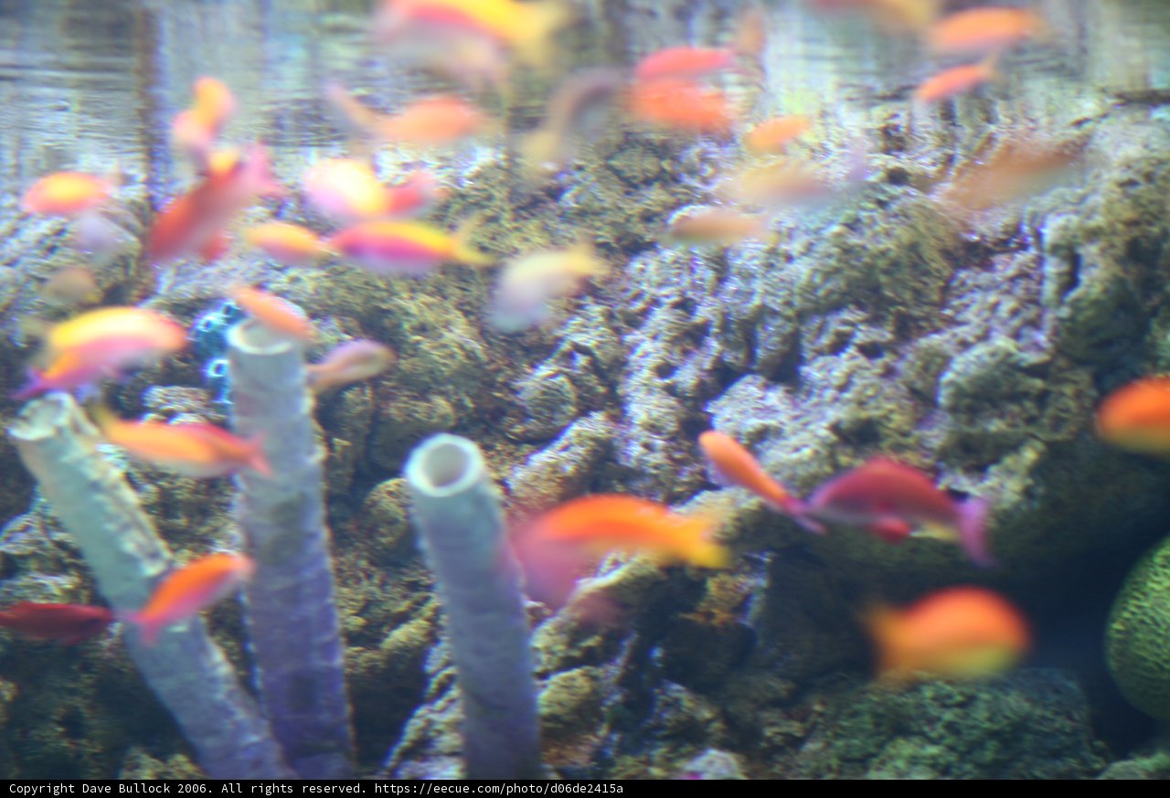 A Rainbow of Sea Life