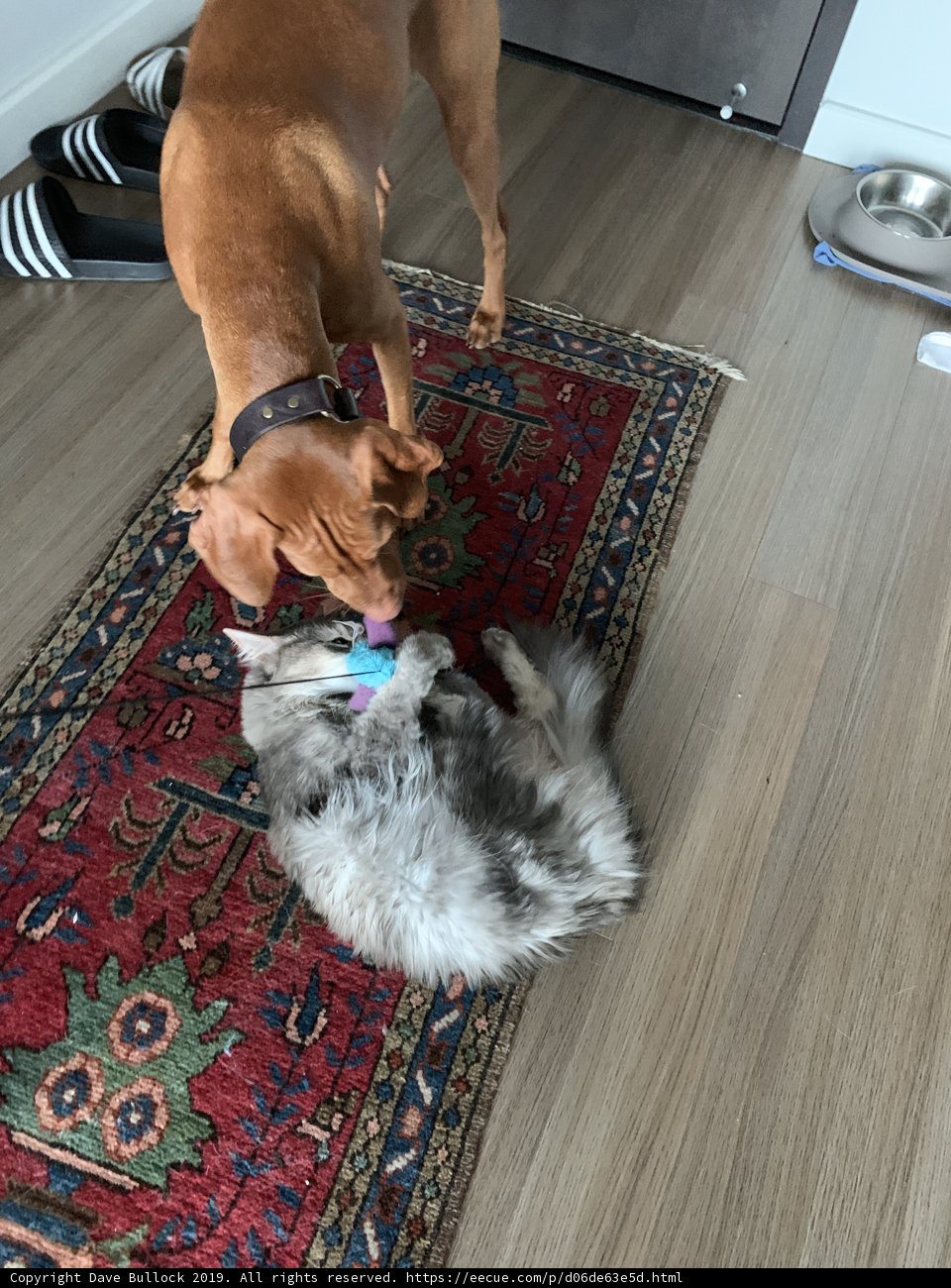 Playtime on Hardwood Floors