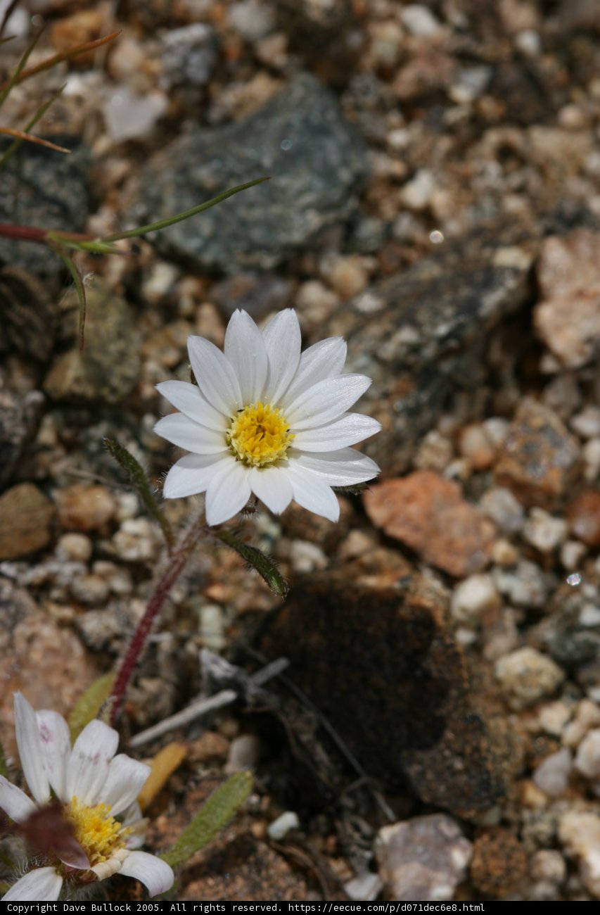 Lonely Daisy in a Rocky Landscape