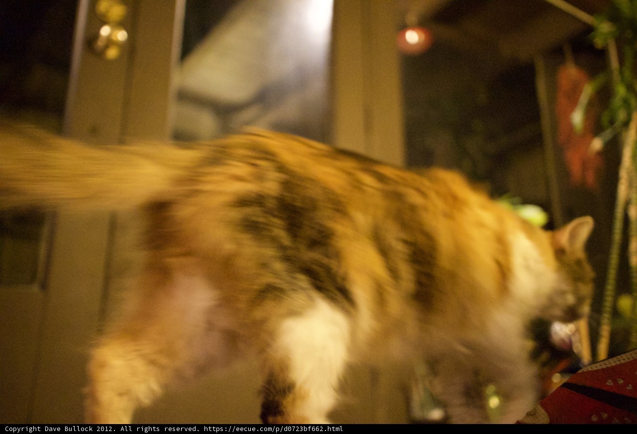 Feline Footsteps