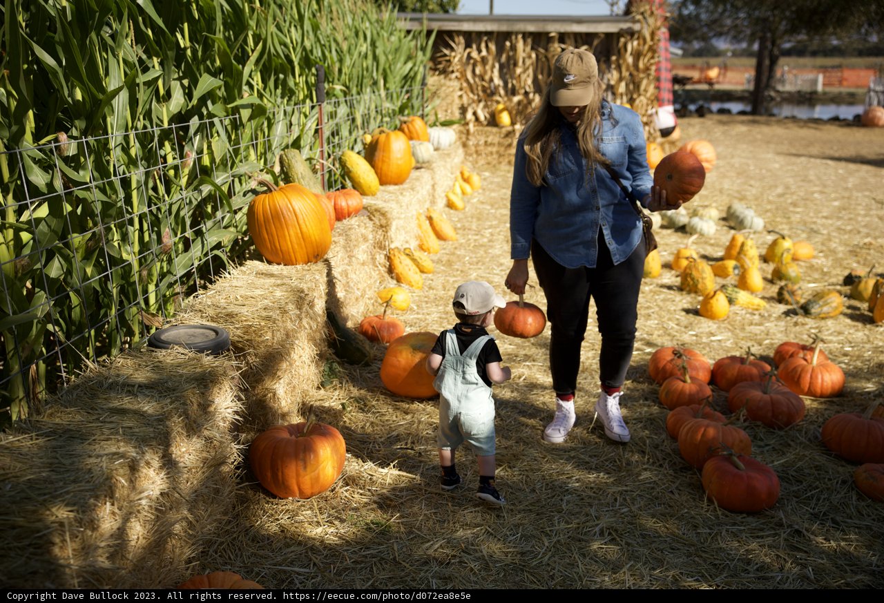 An Enchanting Stroll through the Pumpkin Patch