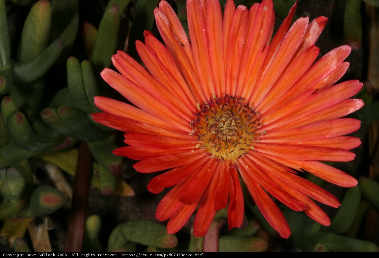 Sunny Daisy