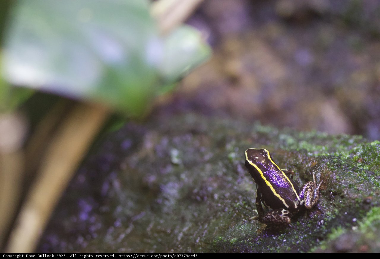 Enigmatic Jewel of the Forest