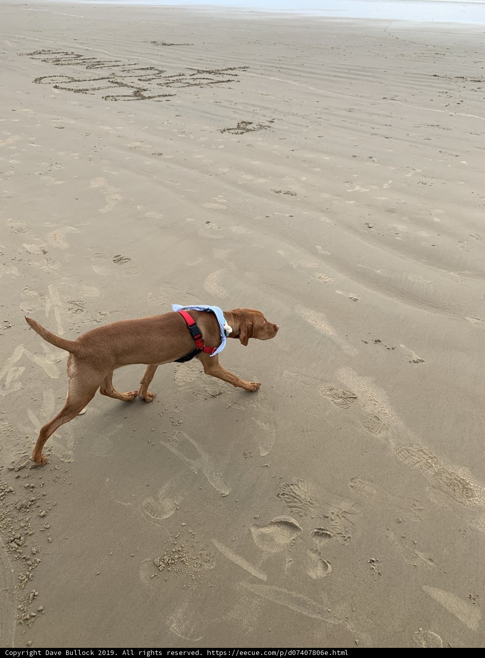 Leashed Hound Living Its Best Life on Pismo State Beach
