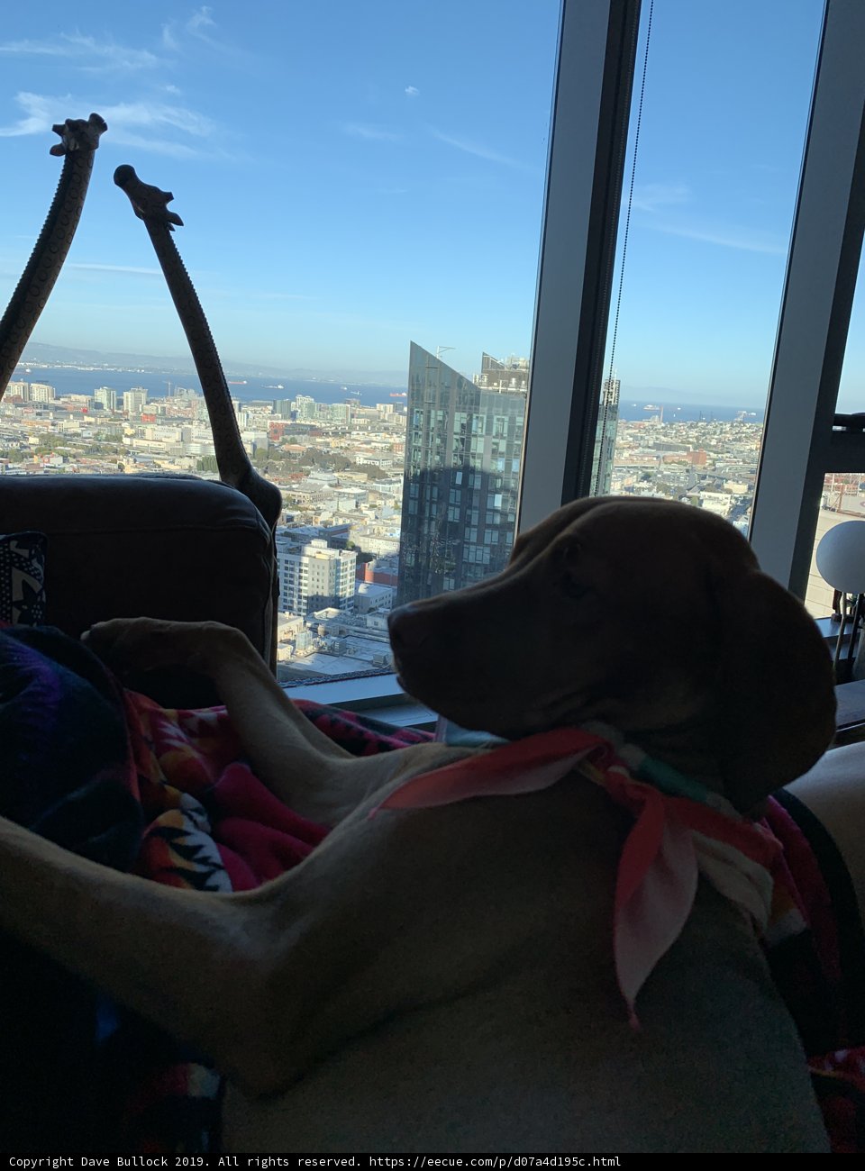 Urban Pooch