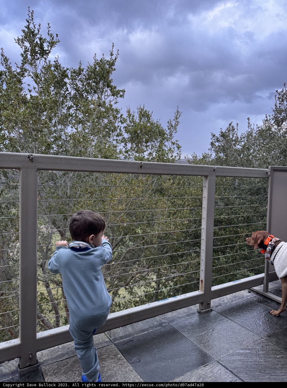 A Boy's Moment with Man's Best Friend