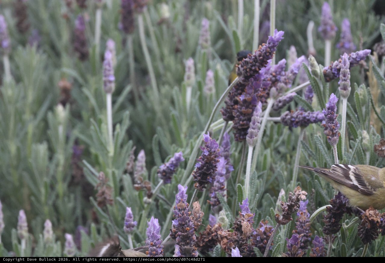 Small Bird Foraging Among Lavender Flowers