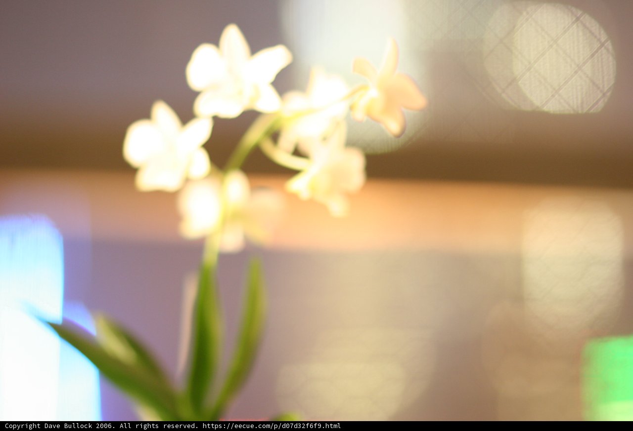 Orchid in a Vase
