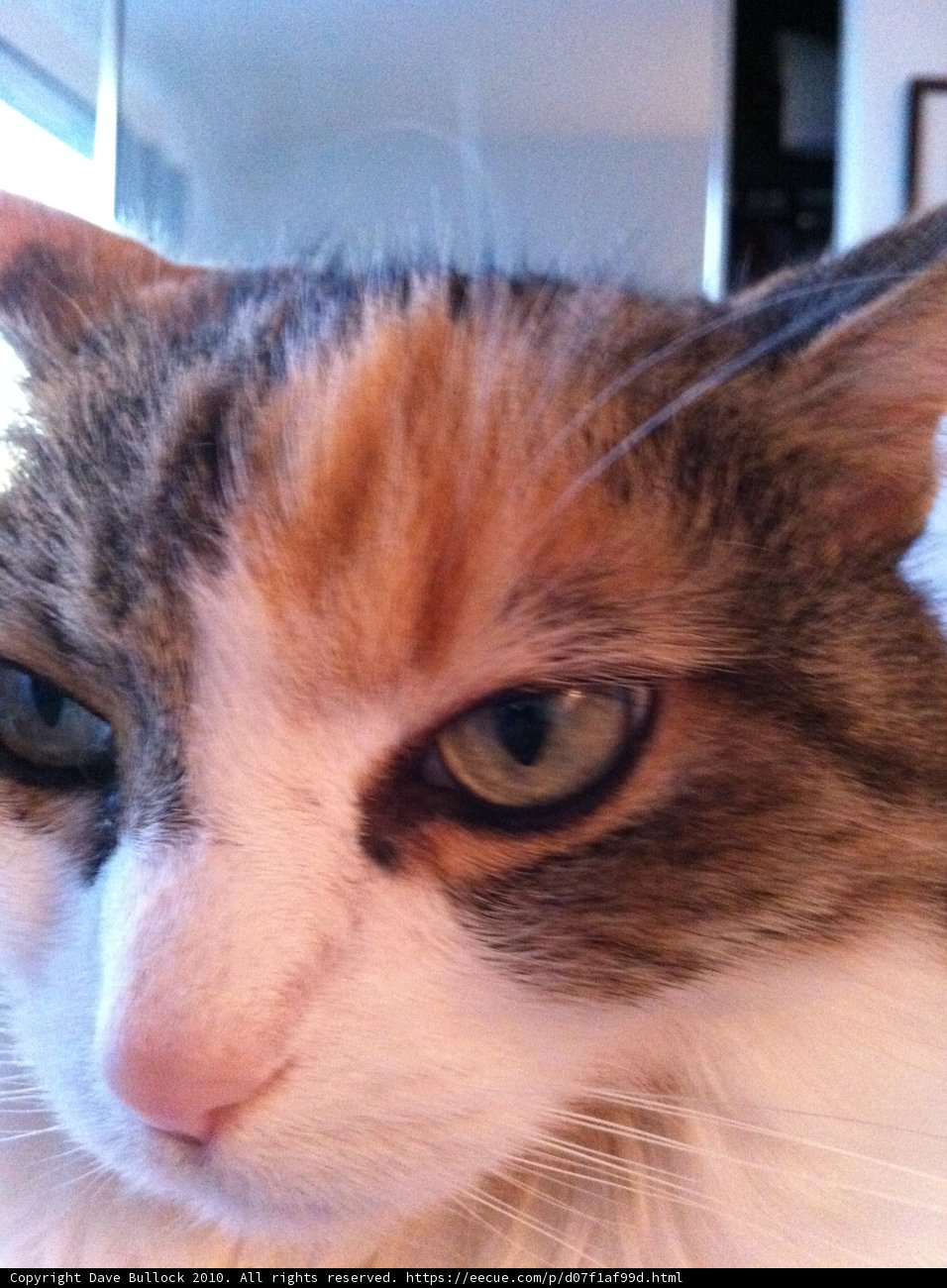Sad Abyssinian Cat