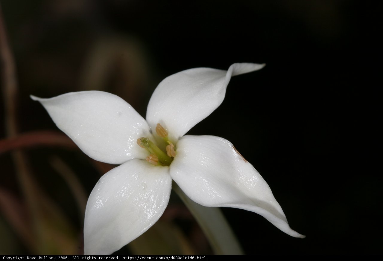Lily Flower with Green Center