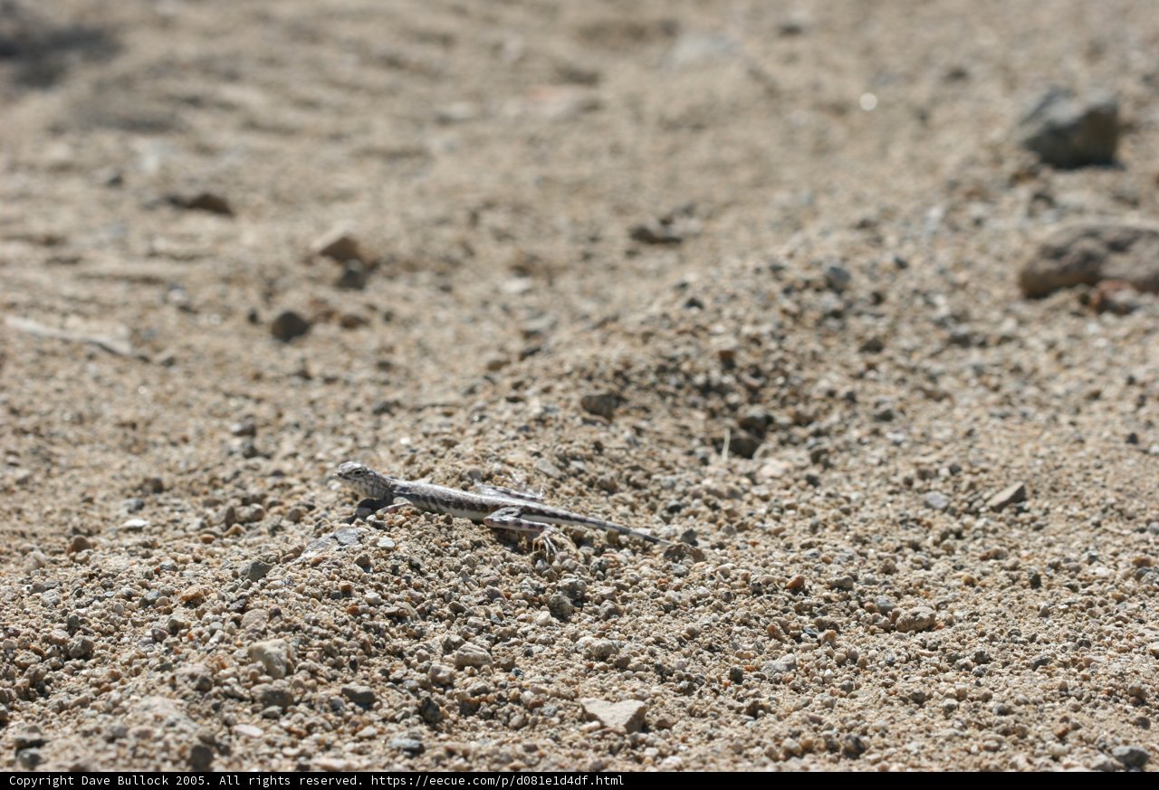 Cutlery and Lizards