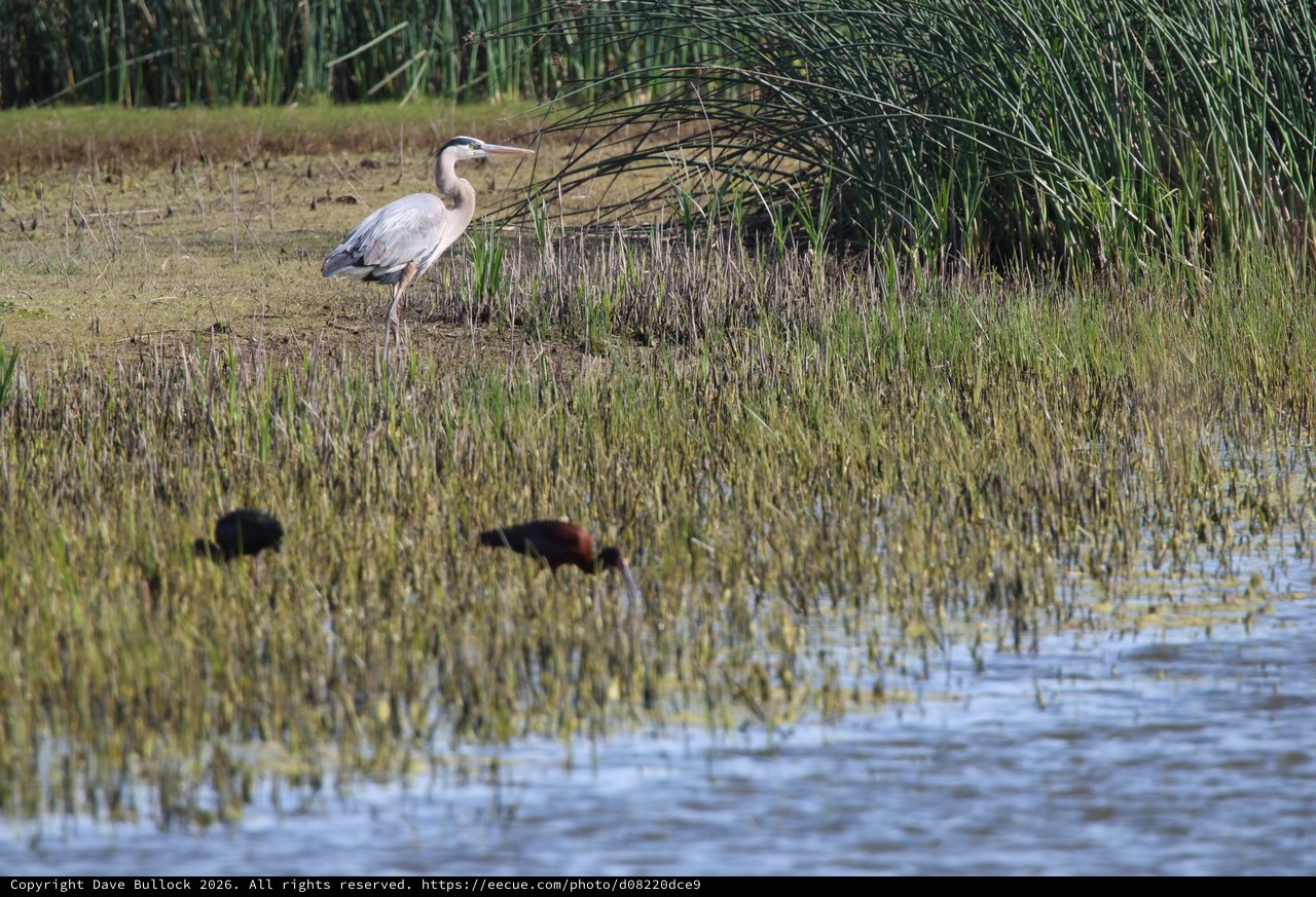 Great Blue Heron and Ibis in Wetland Rice Stubble
