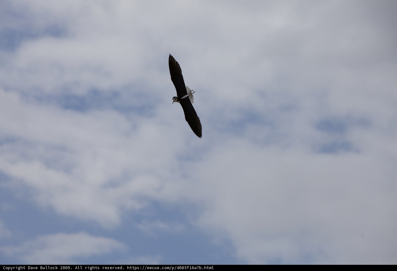 Soaring Through the Clouds