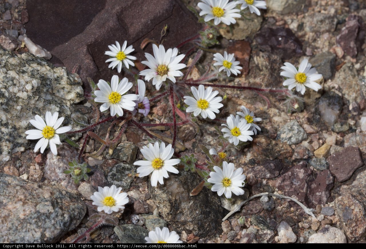Dancing Daisies