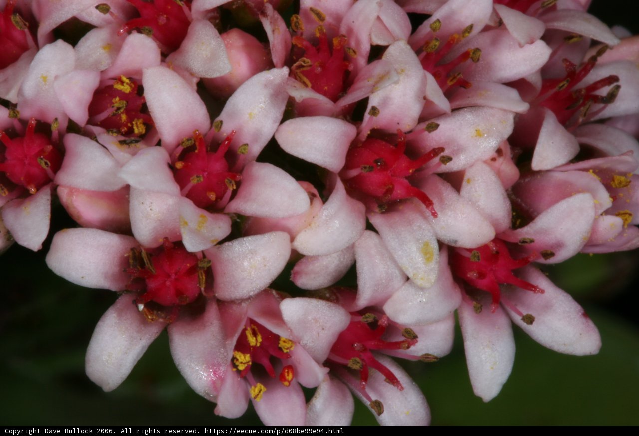 Pink Blossoms in Full Bloom