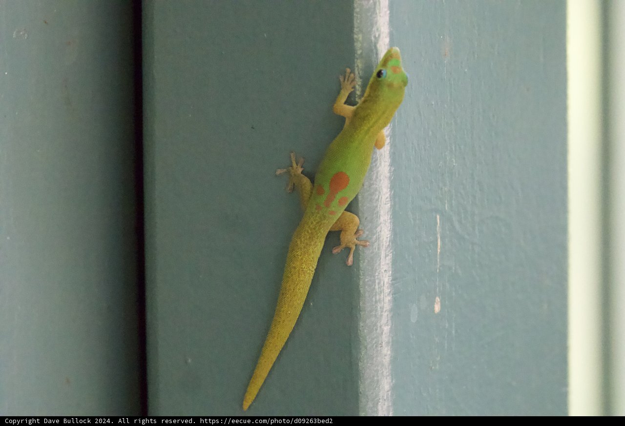 Vibrant Visitor at Honolulu Zoo