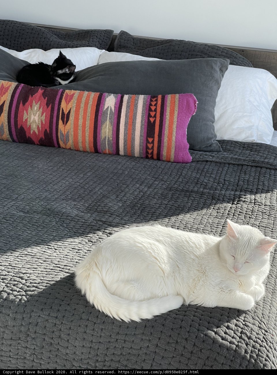 Cozy Cats on a Bed