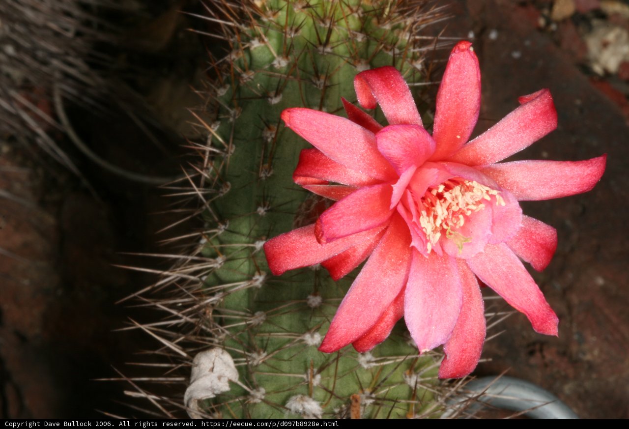 Pink Rose Cactus