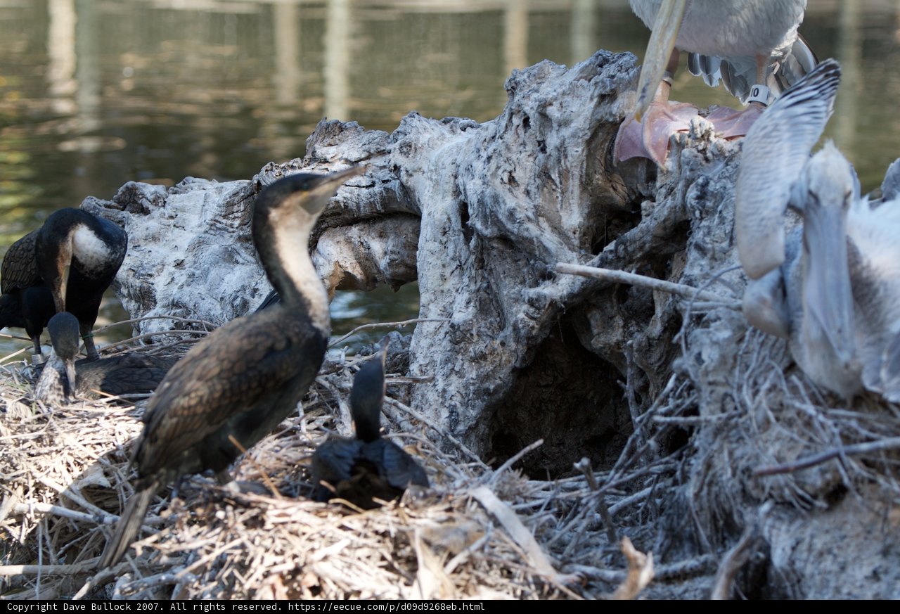 Flock of Cormorants at their Nest