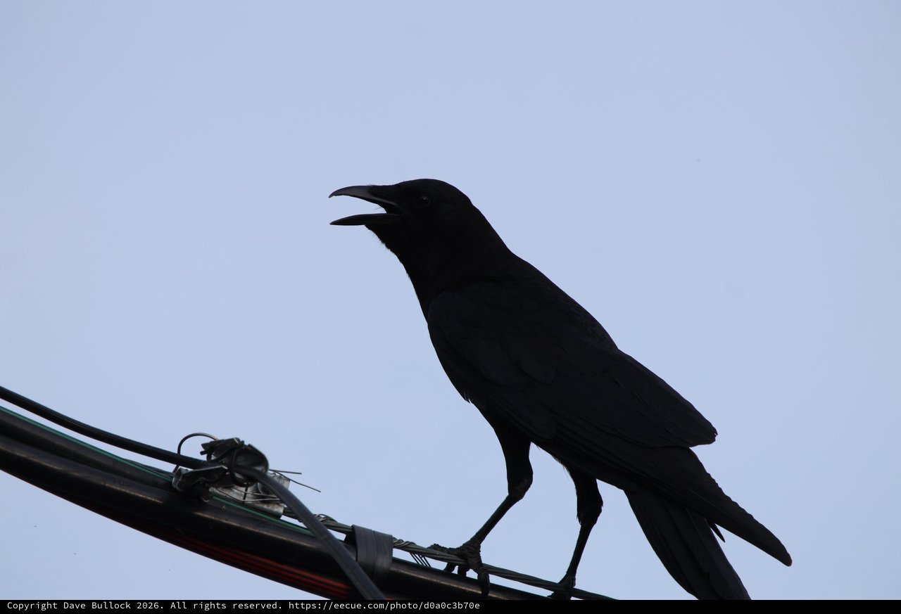 Silhouetted Crow Calling from Power Line at Dusk