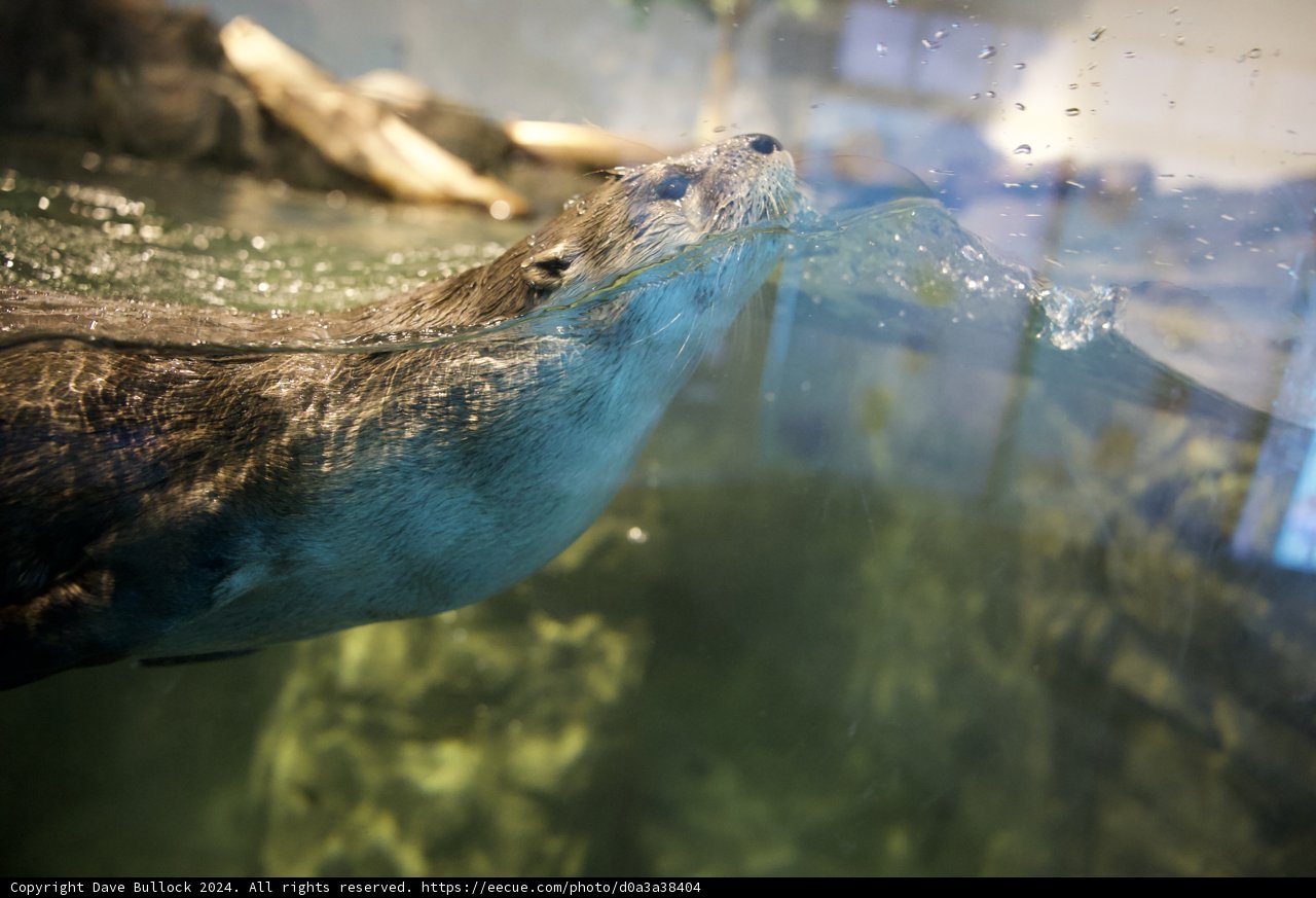 Graceful Swim: The San Diego Sea Otter