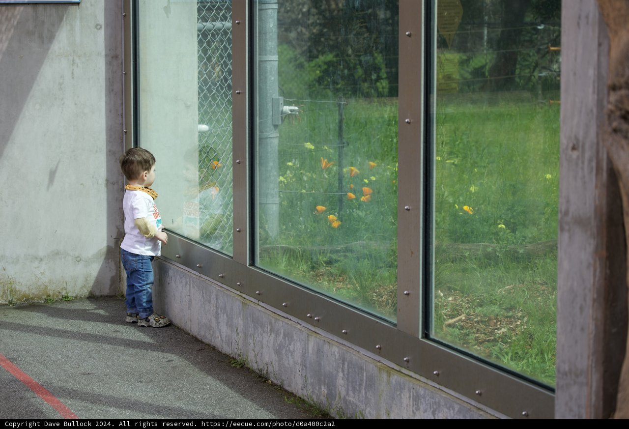 Reflecting on the Urban Jungle