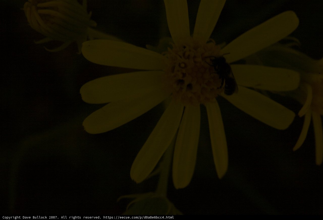 Bee Gathering Pollen from a Yellow Daisy