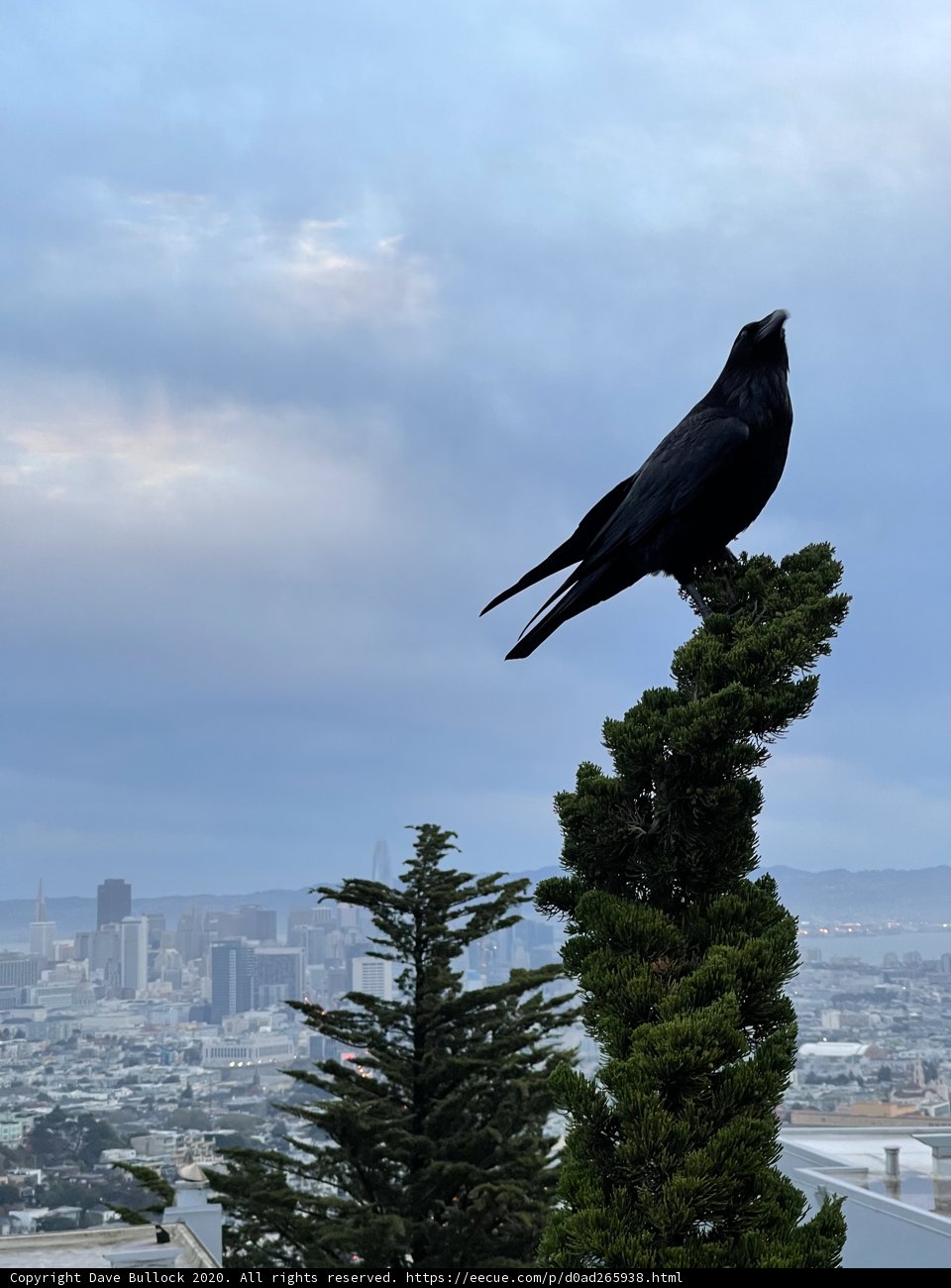 Crow's View
