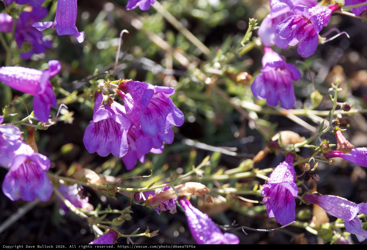 Purple Penstemon Blooms Glistening After Rain