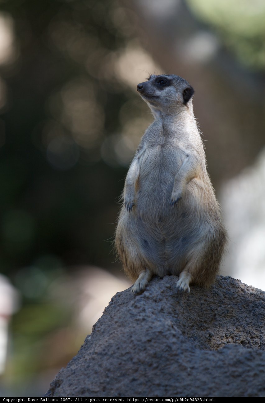 Meerkat on a Rock