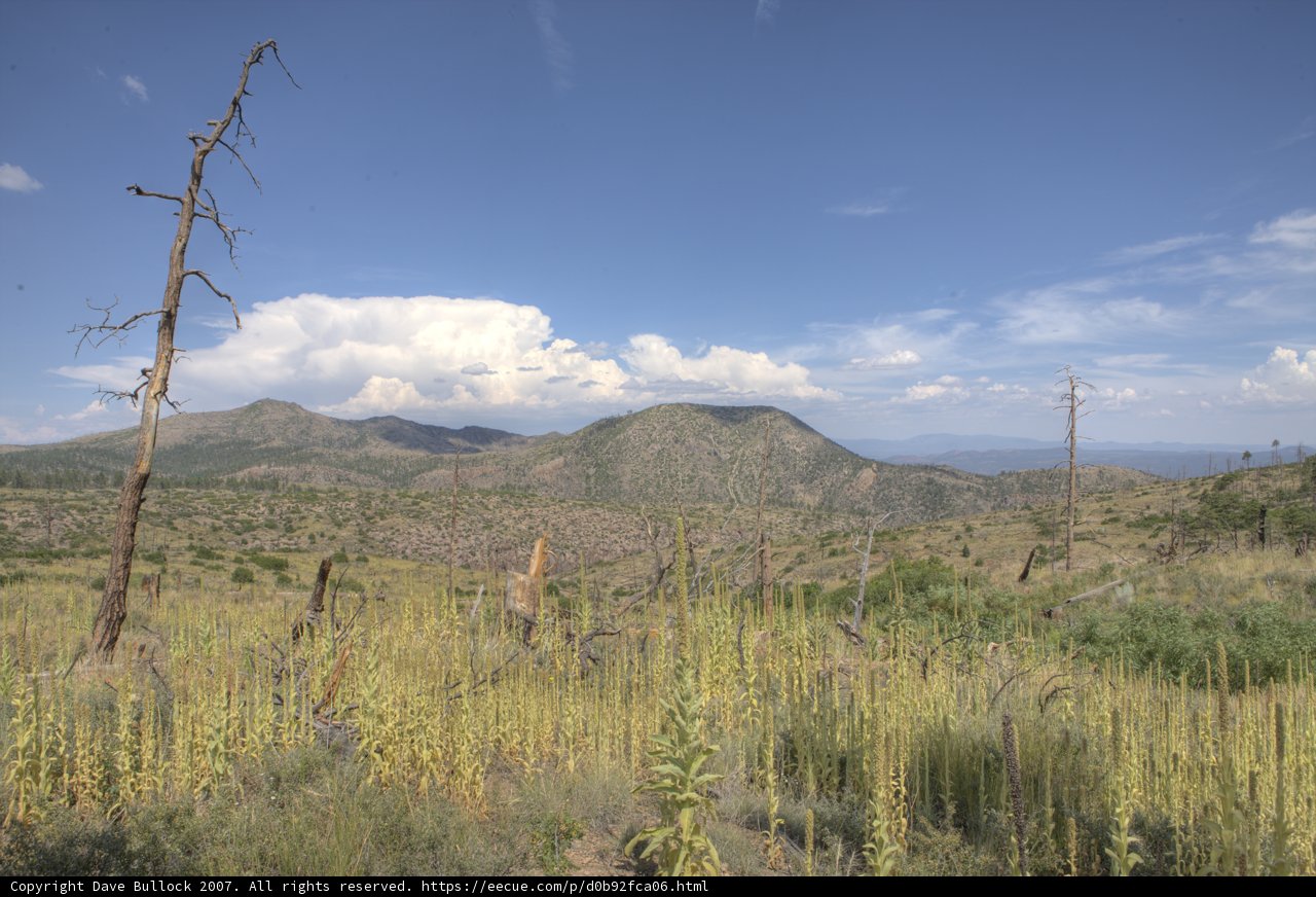 Dome Wilderness