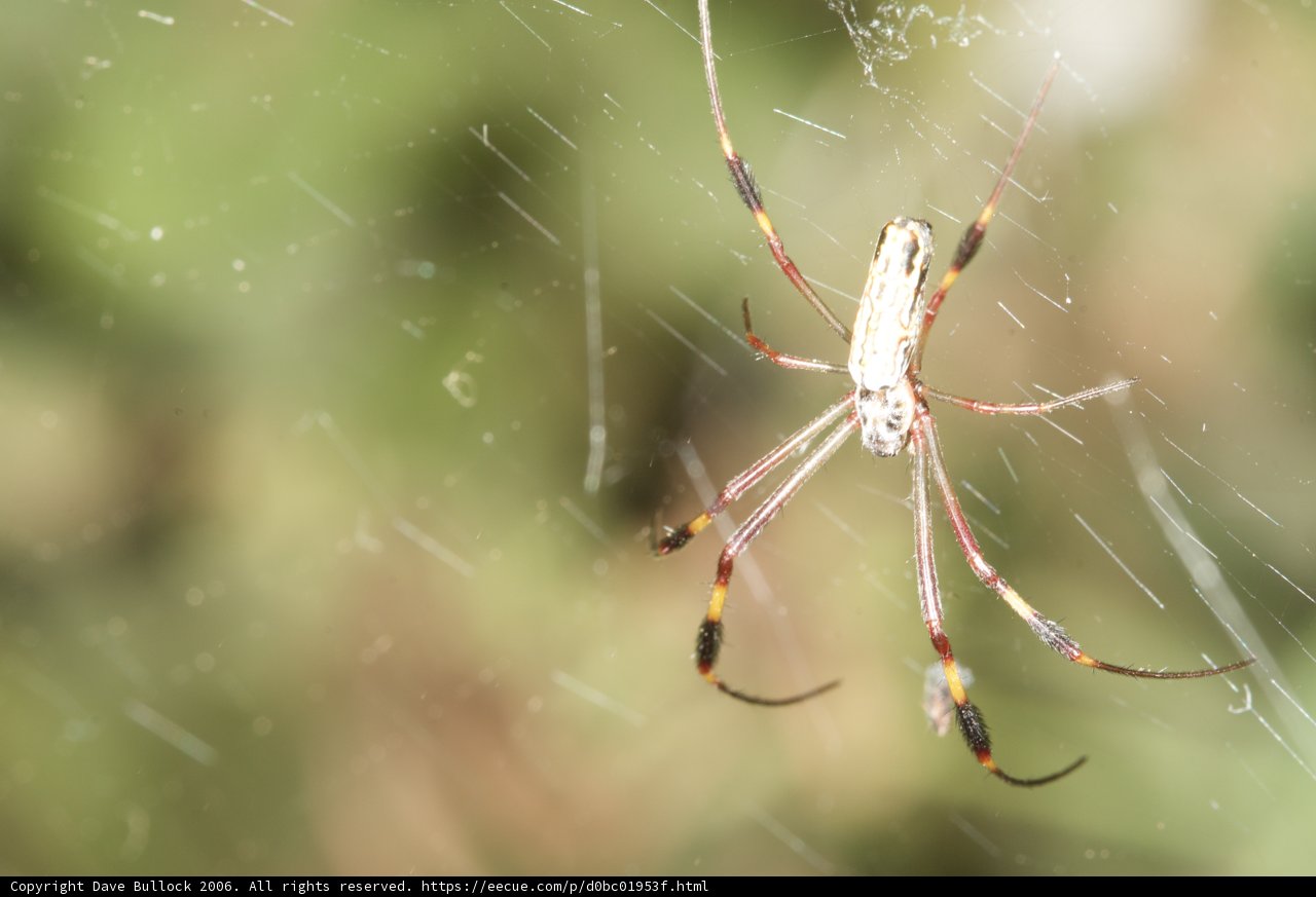 Garden Spider on a Spiderweb