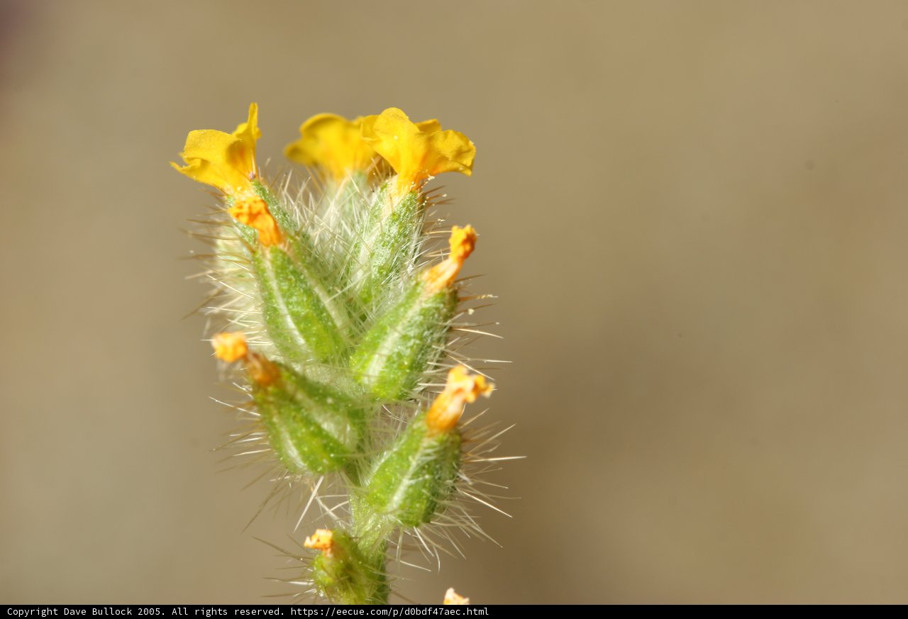 Yellow Cactus Flower