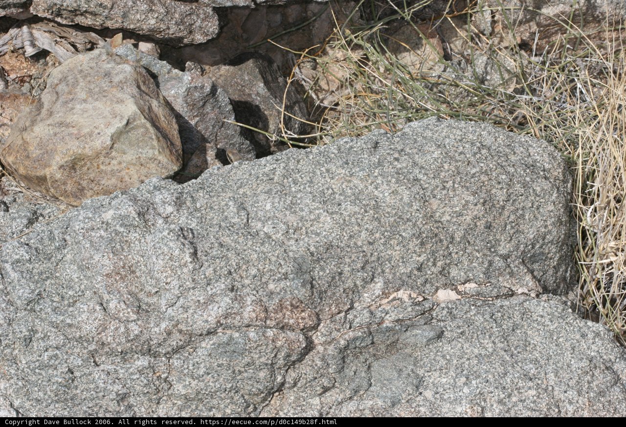 Lone Cat on a Rocky Perch
