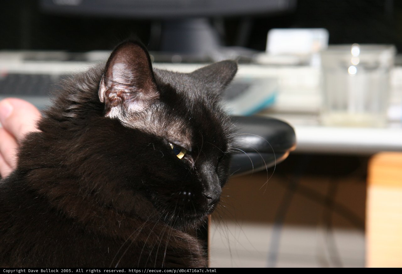 The Feline Desk Mate