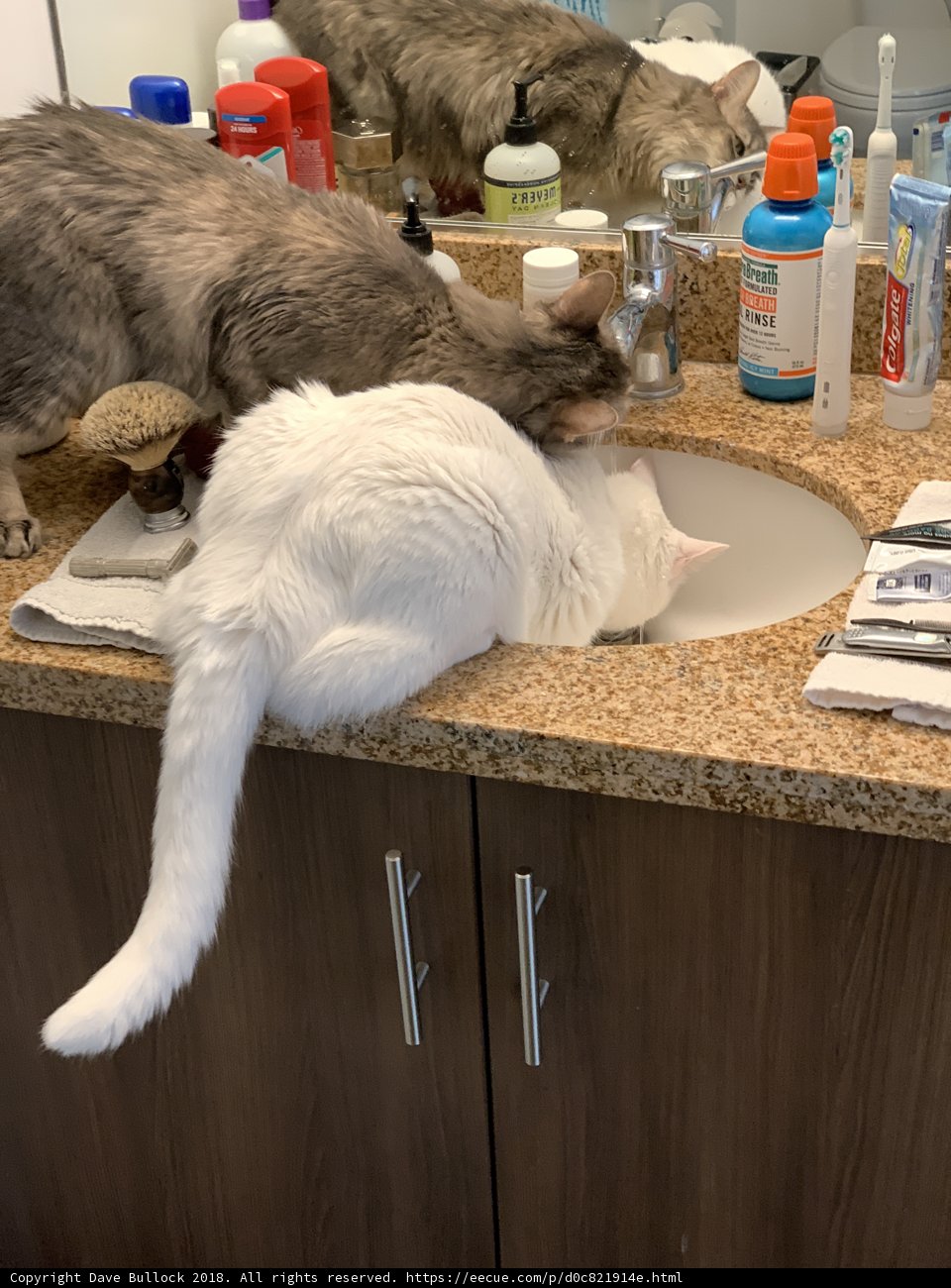 Playful Cats in Sink